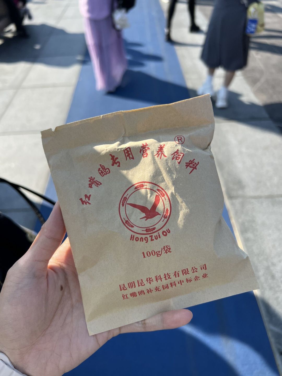 红嘴鸥赴约41年,不是为面包来的——喂鸥前先过这三道关