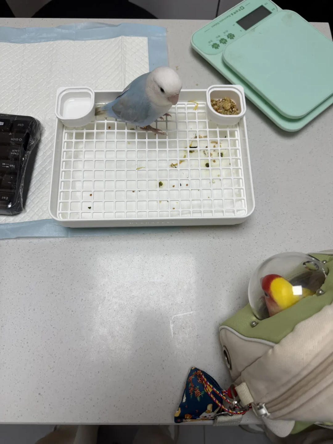 鸟突然炸毛,你翻遍通讯录找不到一个鸟医:20份自报看病账单和1302条义诊留言,把冬季就医这条线一次说清
