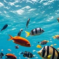 2026双十一鱼油纯度怎么看？从95%、97%标示到Omega-3实际含量