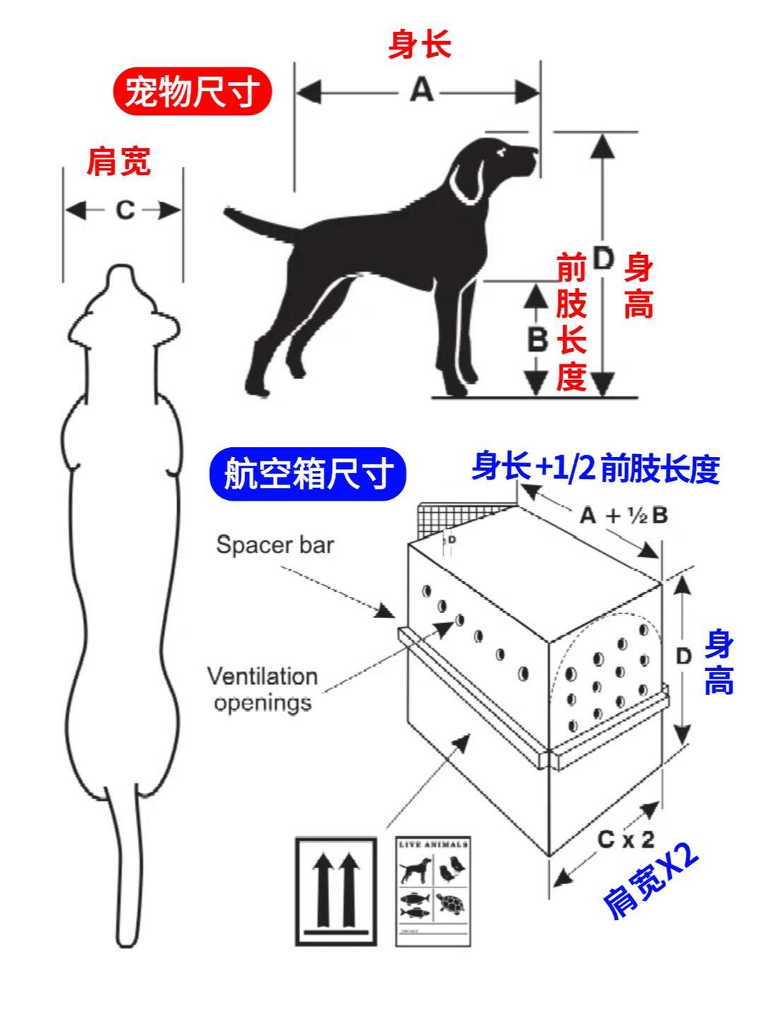 带狗坐车,安全带还是航空箱?先量狗和车,再定固定方案