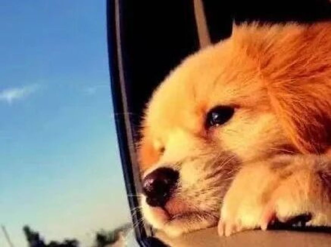 带狗坐车,安全带还是航空箱?先量狗和车,再定固定方案