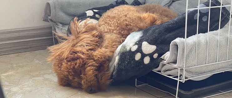幼犬独处空间：笼、围栏、航空箱先买哪个？