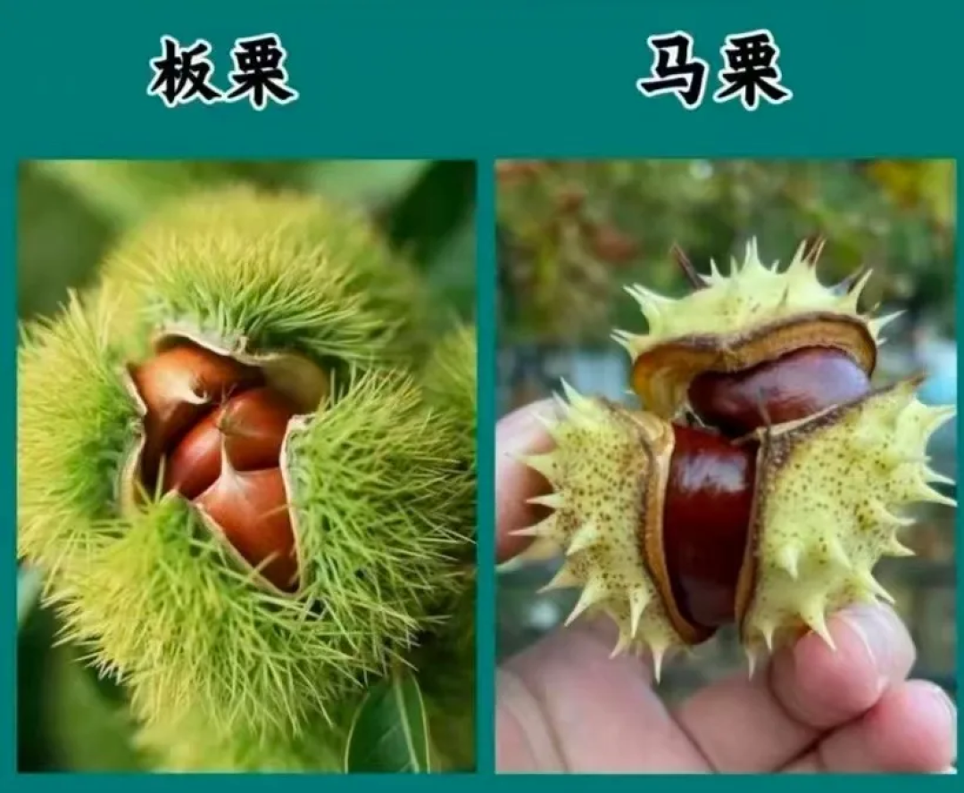 捡秋捡的“板栗”可能是毒马栗:煮烤晒都不去毒,绿化带果子认不准就别吃