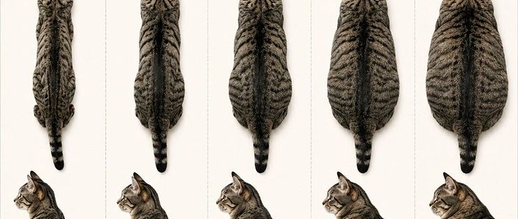别把猫体况报错了：9分制5分是理想，国标5分是肥胖