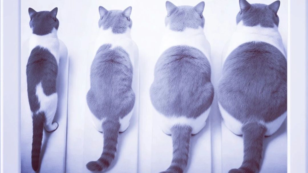 别把猫体况报错了:9分制5分是理想,国标5分是肥胖