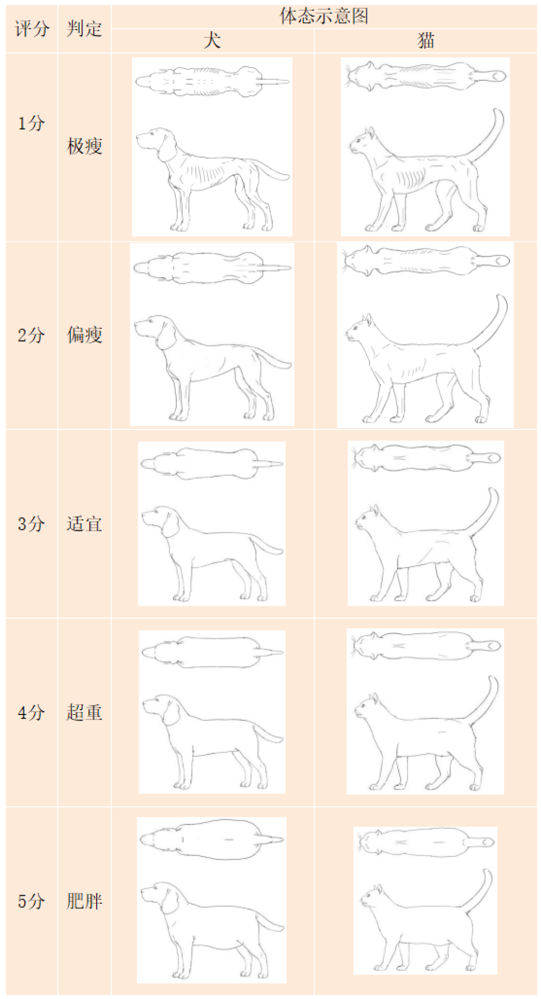 别把猫体况报错了:9分制5分是理想,国标5分是肥胖
