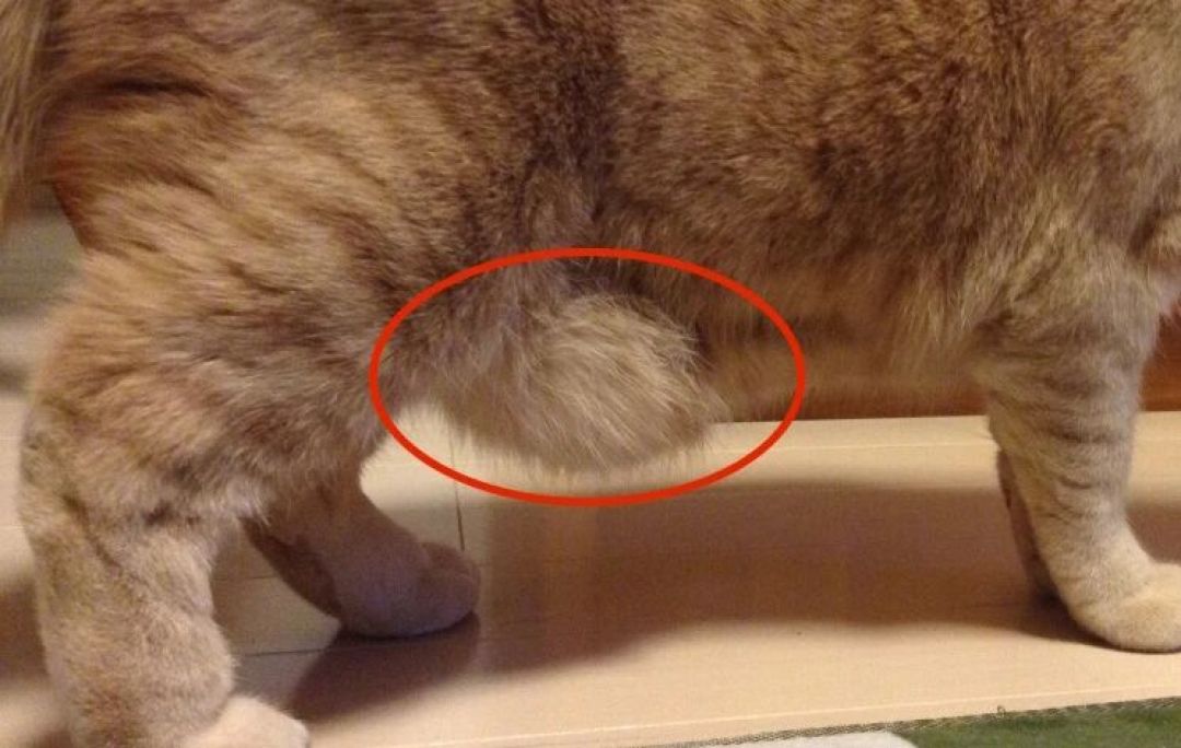 别把猫体况报错了:9分制5分是理想,国标5分是肥胖