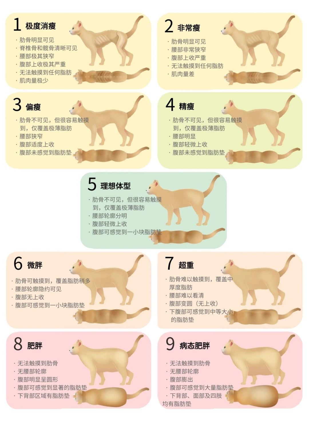 别把猫体况报错了:9分制5分是理想,国标5分是肥胖