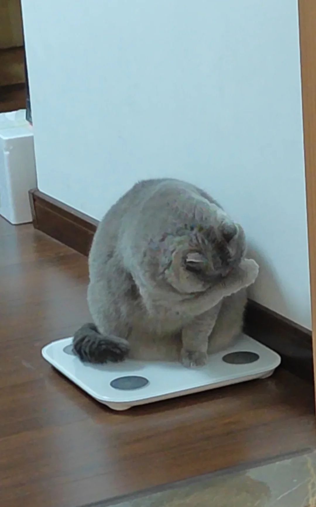 别把猫体况报错了:9分制5分是理想,国标5分是肥胖