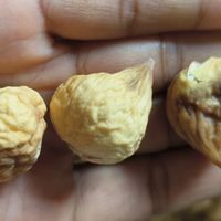 无印良品无花果干为何保质期没过就变质？果干防腐与储存冷知识