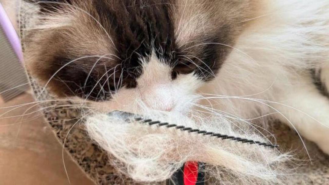 降温了,猫驱虫该停该续还是该囤?供暖前一次算清