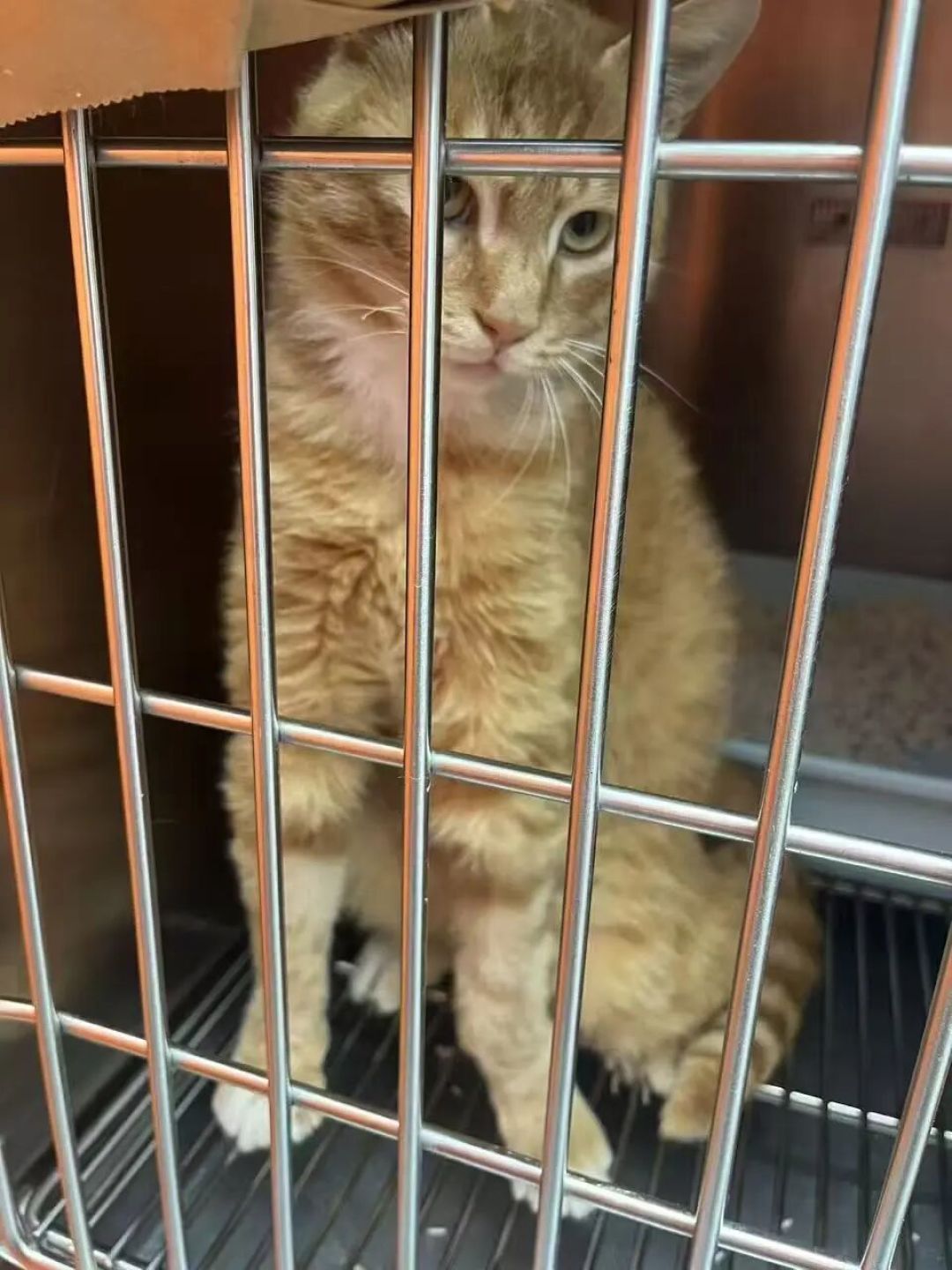 降温了,猫驱虫该停该续还是该囤?供暖前一次算清