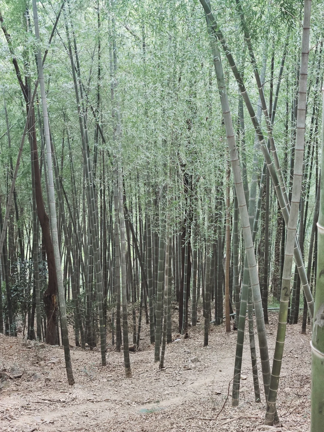 重阳刚过，我把上海4座山的门票、停车和难度一次排明白