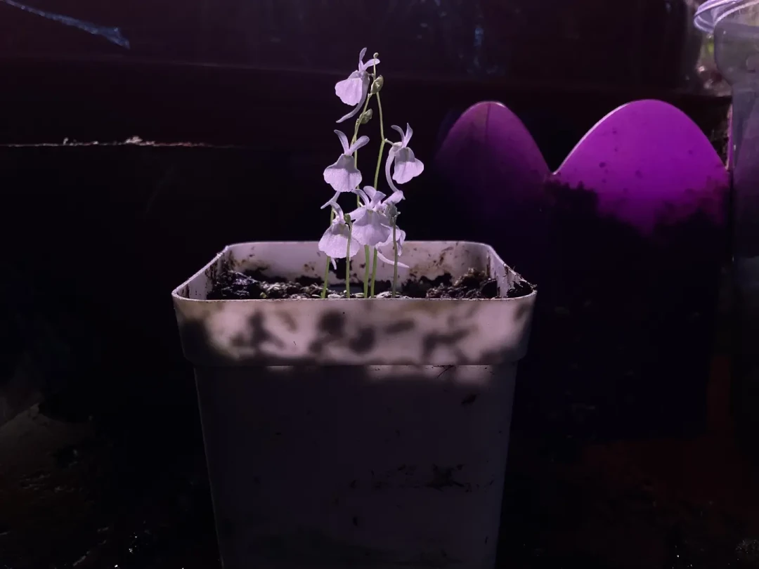 爆火的“迷你花树林”只要10块钱一盆,抄作业前,先看清三种死法