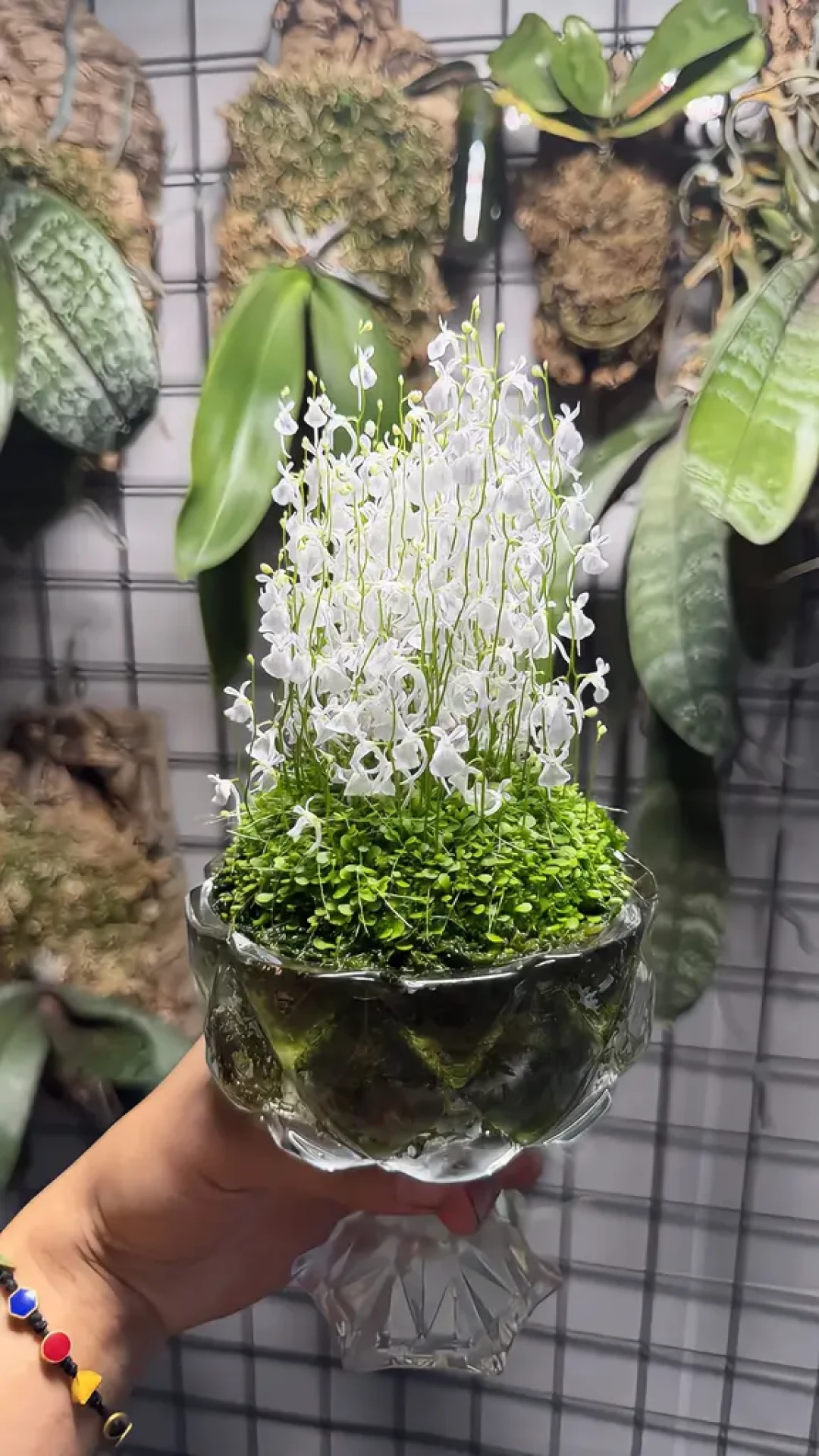 爆火的“迷你花树林”只要10块钱一盆,抄作业前,先看清三种死法