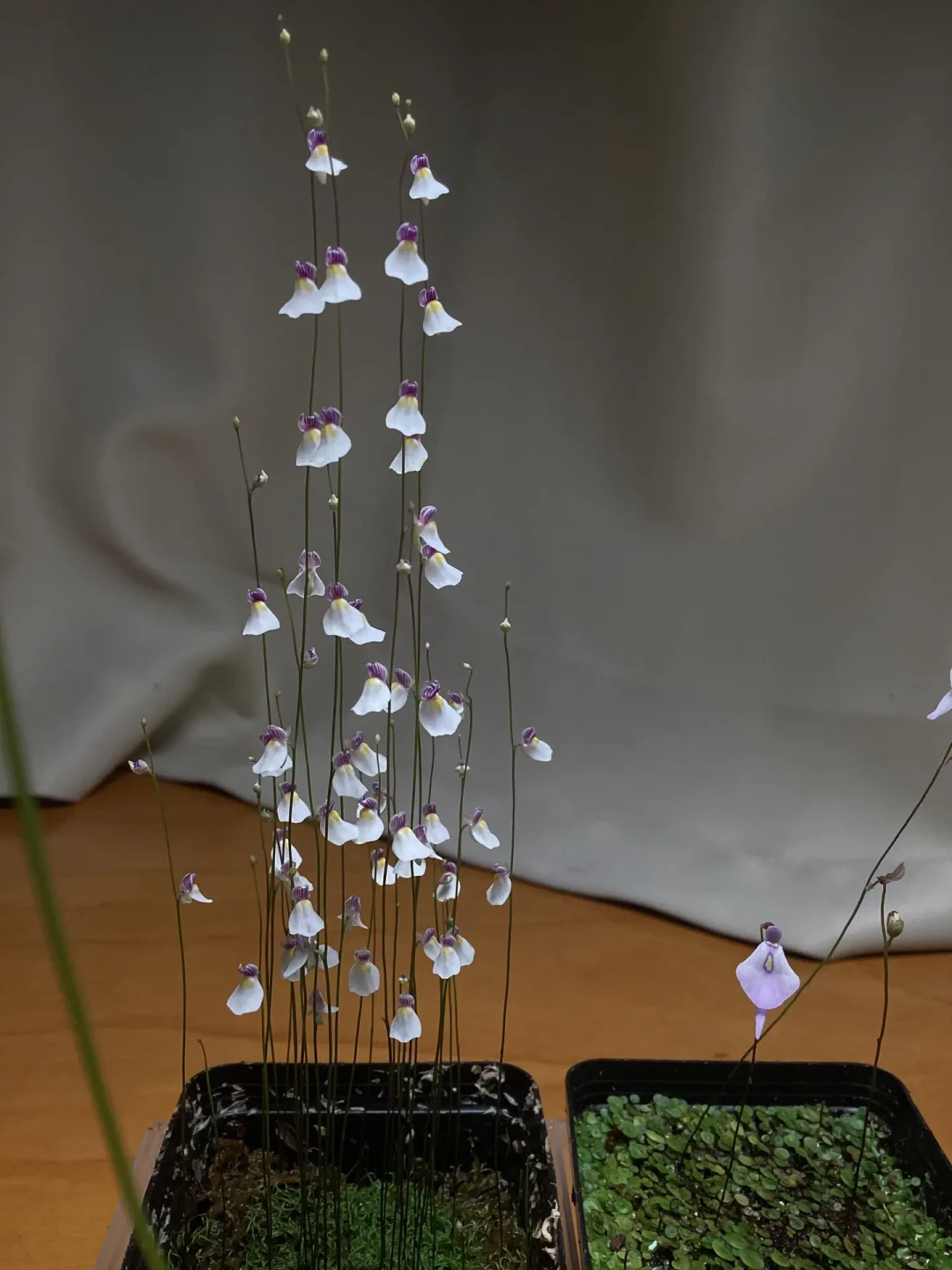 爆火的“迷你花树林”只要10块钱一盆,抄作业前,先看清三种死法
