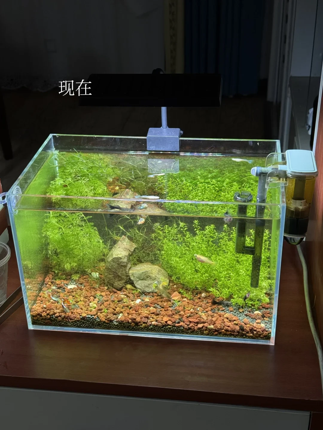 「米家缸蹲到210」撞上「灯基本不变价」:双11水族装备对账党,20号晚8点闸门前,先把价梯、机制、软文这三本账对完