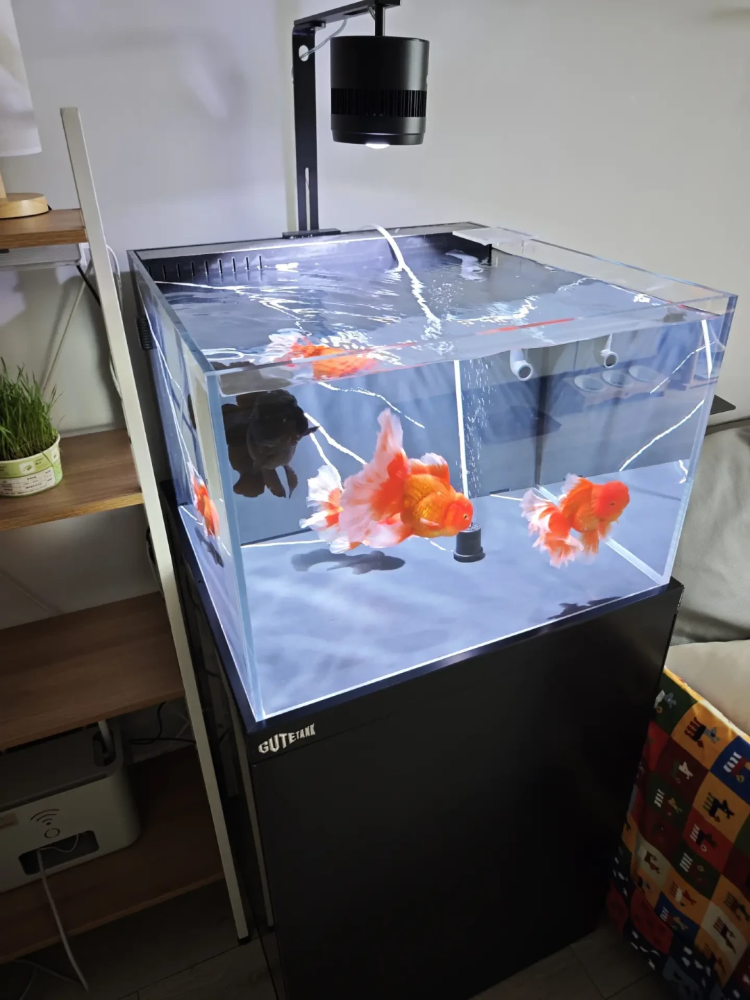「米家缸蹲到210」撞上「灯基本不变价」:双11水族装备对账党,20号晚8点闸门前,先把价梯、机制、软文这三本账对完