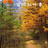 秦岭已进入最佳赏味期！打卡漫山彩林，解锁视觉与味觉的双重盛宴