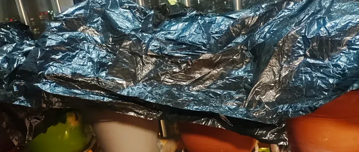 霜降后，给这7种花“套个黑袋子”，轻松逼出大花芽，比施肥好用~