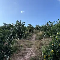 脐橙还没开采就抢跑、柚子配药要当心 | 新鲜水果 10.20日报