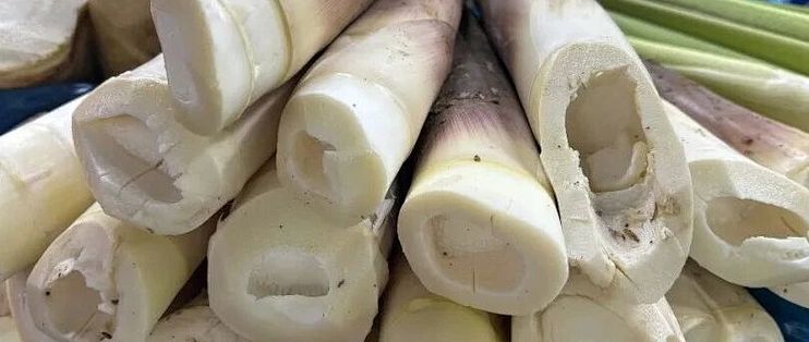1900公斤硫磺笋罚500元：今年同一人又来一回，21袋被查封