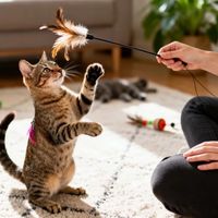 逗猫棒晃两分钟，猫扭头就走？问题多半不在猫