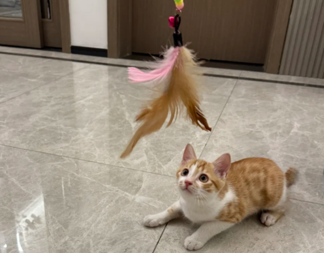 逗猫棒晃两分钟,猫扭头就走?问题多半不在猫