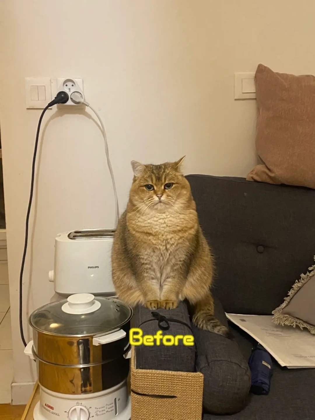 猫越抱越沉？宠物肥胖意识日刚过：胖不是萌，先做3秒自查