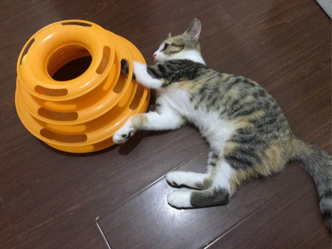 猫越抱越沉？宠物肥胖意识日刚过：胖不是萌，先做3秒自查