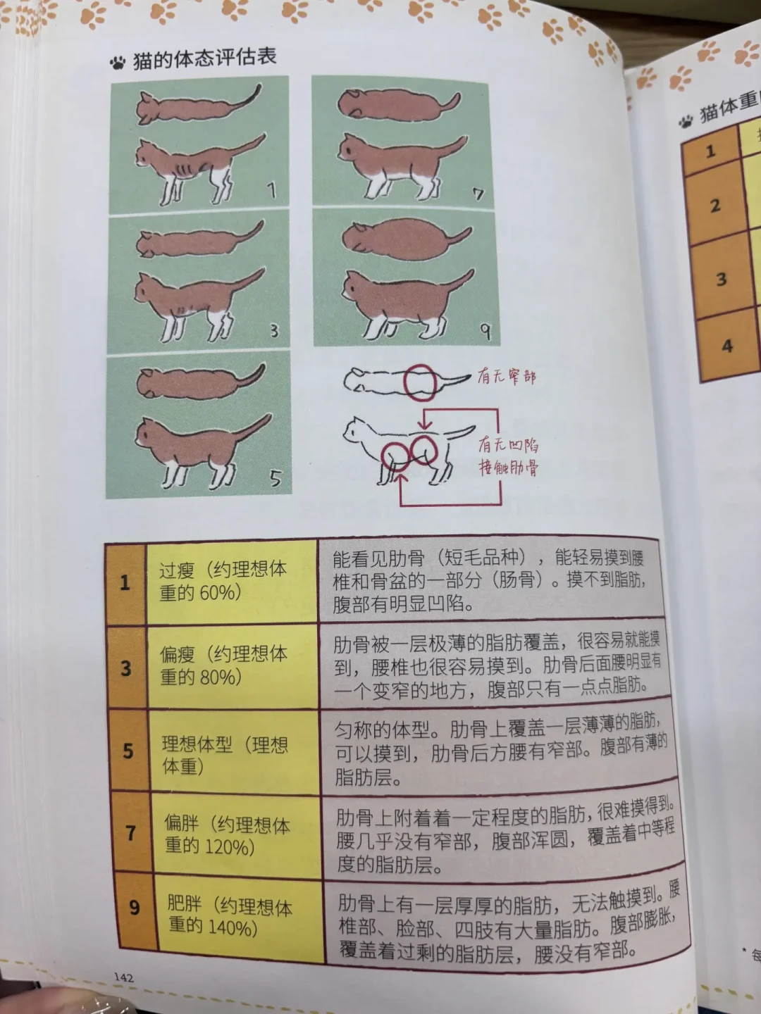 猫越抱越沉？宠物肥胖意识日刚过：胖不是萌，先做3秒自查