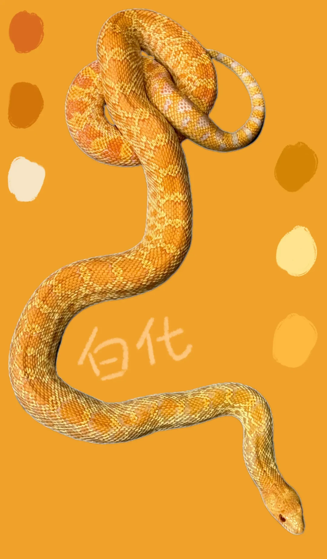 别再乱买装备了!新手养玉米蛇的真实花费与3个翻车点