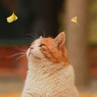 黑衣判官出动季：秋天猫狂掉毛只是换毛，但你双11购物车里的"排毛装备"，先删掉一半