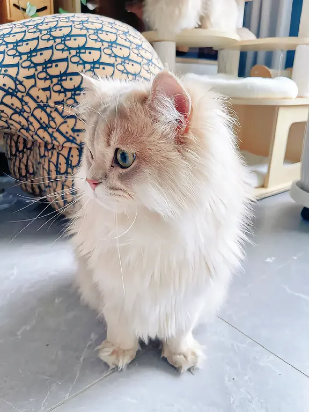 黑衣判官出动季:秋天猫狂掉毛只是换毛,但你双11购物车里的