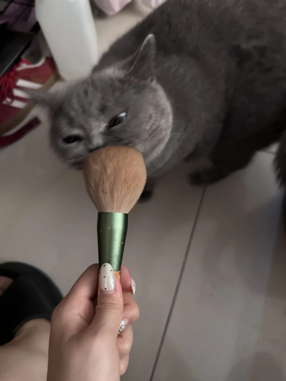 黑衣判官出动季:秋天猫狂掉毛只是换毛,但你双11购物车里的