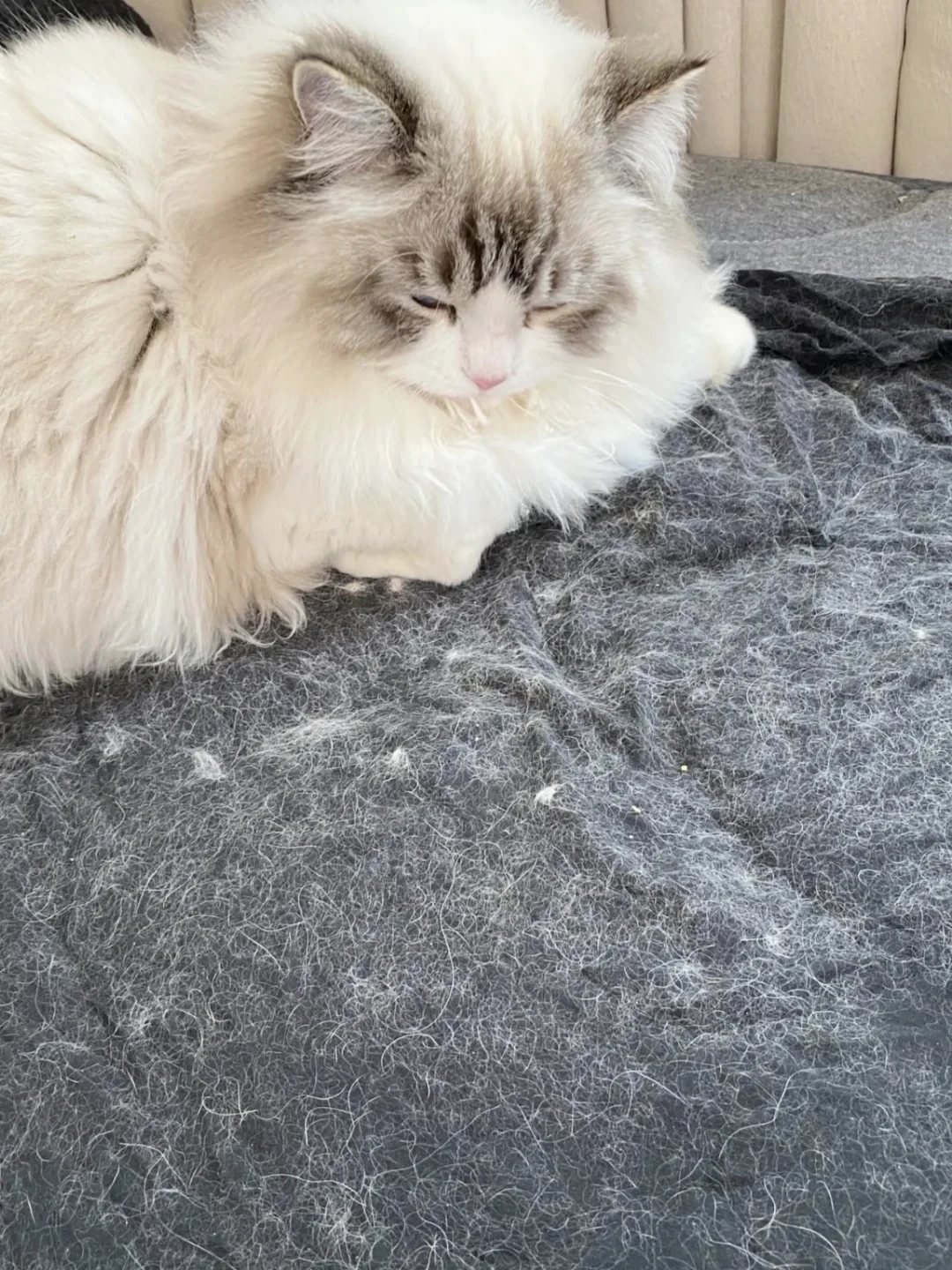 黑衣判官出动季:秋天猫狂掉毛只是换毛,但你双11购物车里的