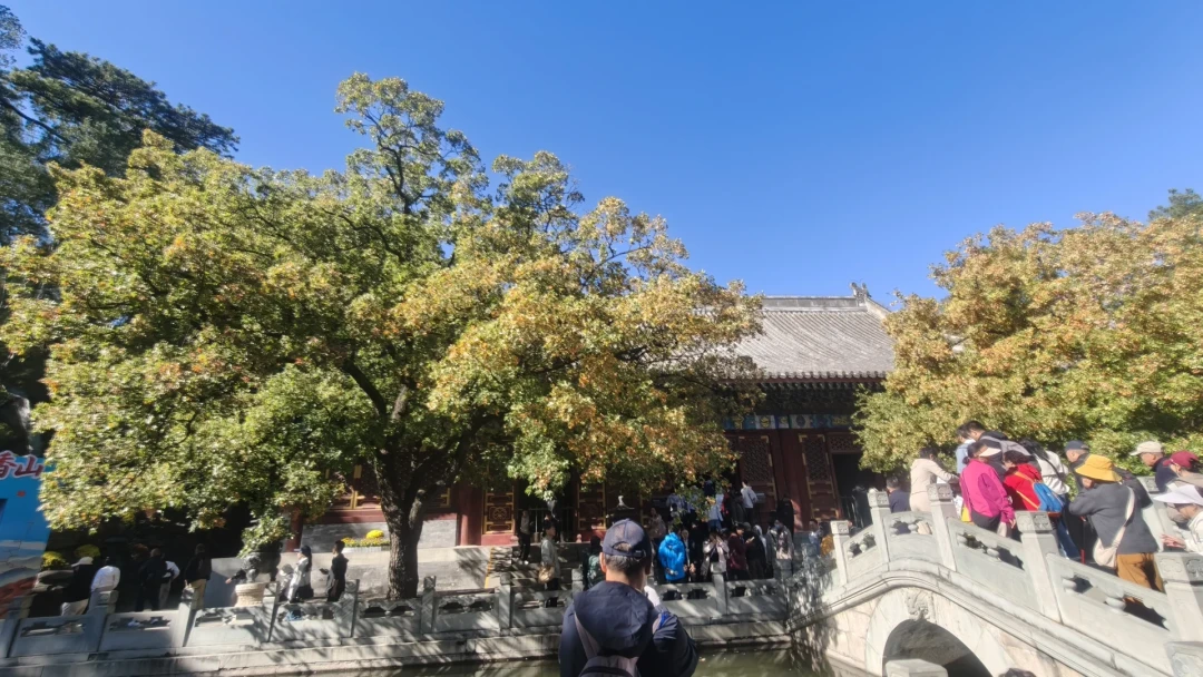「这美景还赶趟吗？」进山赏秋前，先学会读红叶预报