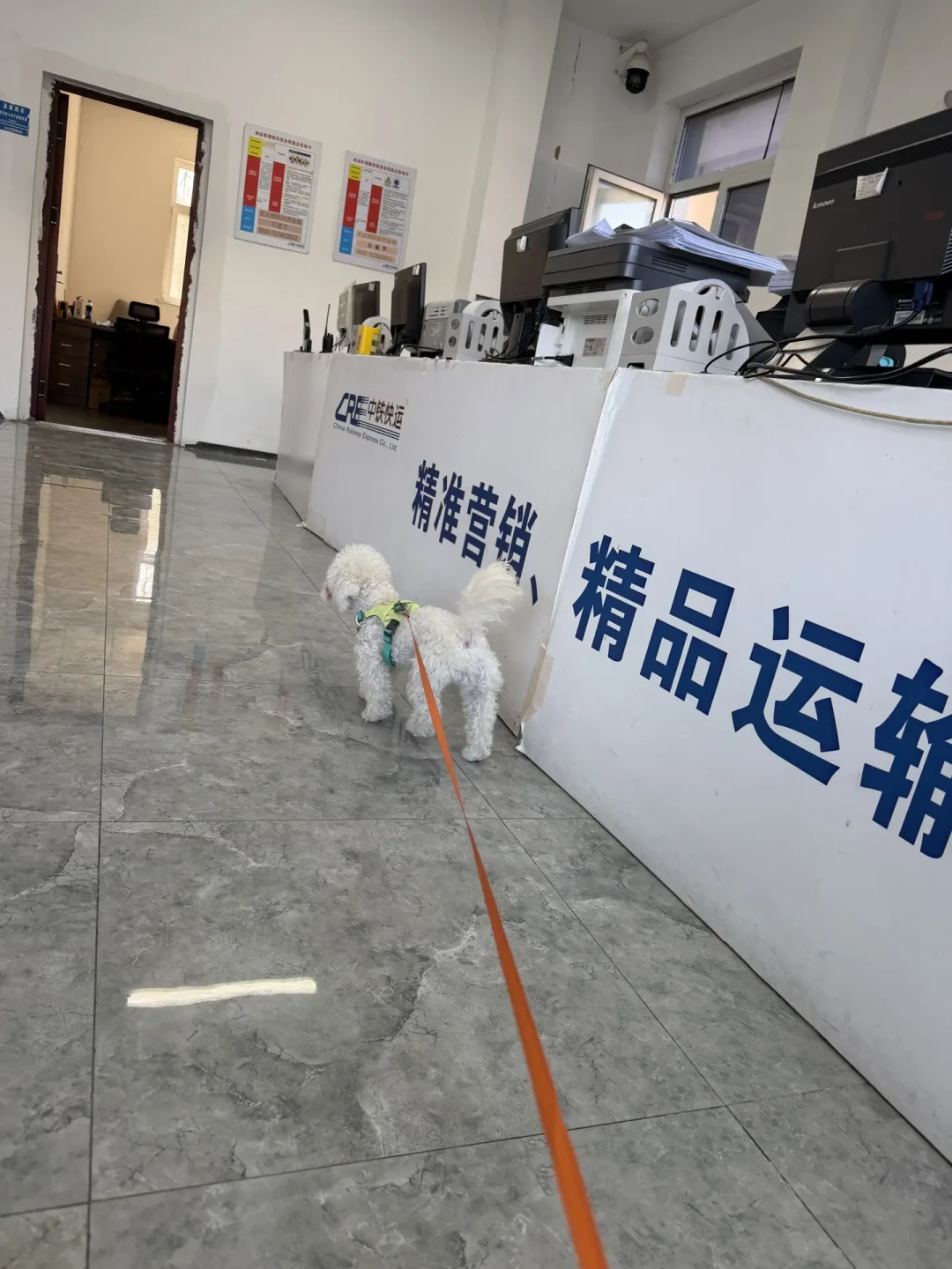 携宠出游火了:高铁能上车、飞机进客舱,这3关没过,你跟毛孩子出不了门