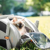 猫包尺寸怎么量？先量猫三处，再对包的内尺寸