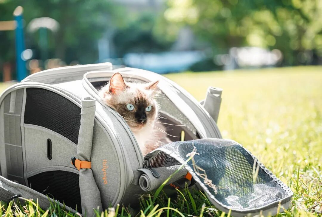 猫包尺寸怎么量?先量猫三处,再对包的内尺寸