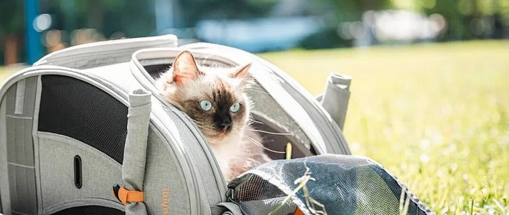 猫包尺寸怎么量？先量猫三处，再对包的内尺寸
