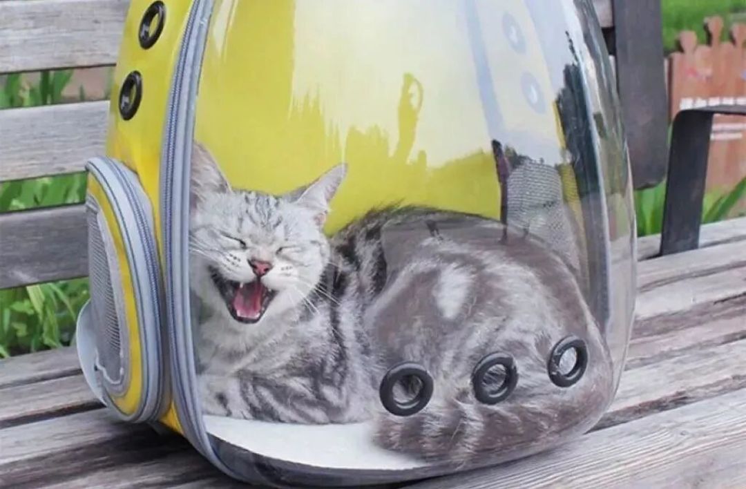 猫包尺寸怎么量?先量猫三处,再对包的内尺寸