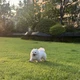 11月起上海宠物友好商场有了首个标准：牌子撤了、餐厅禁狗，狗还能进哪儿？先记牢这条分界线