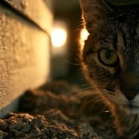 猫有这6个表现是在忍痛！别等送医晚了才后悔