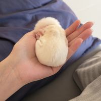 蜜袋鼯开始"免费送"了：从588、带笼200到0元自提，这波退坑潮接盘前先算清4笔账