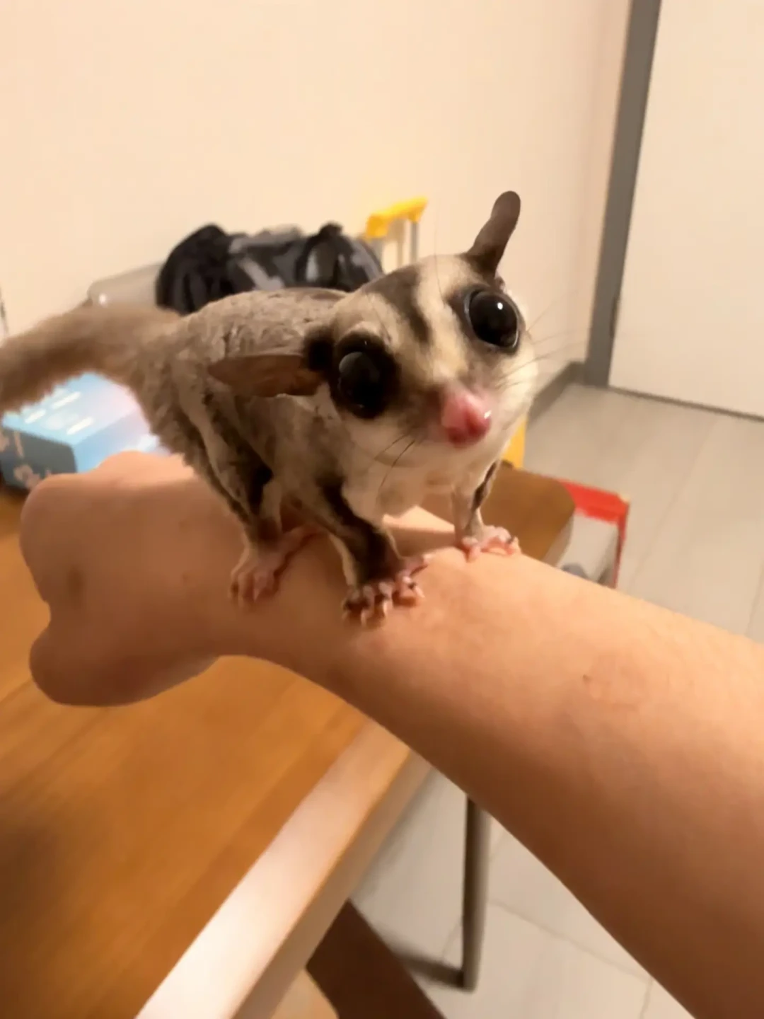 蜜袋鼯开始