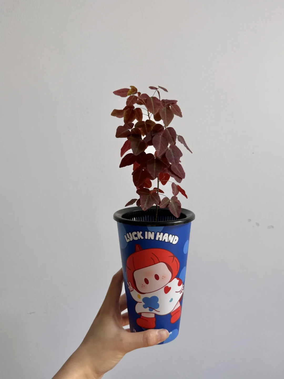 全网都在给奶茶杯打孔:这波