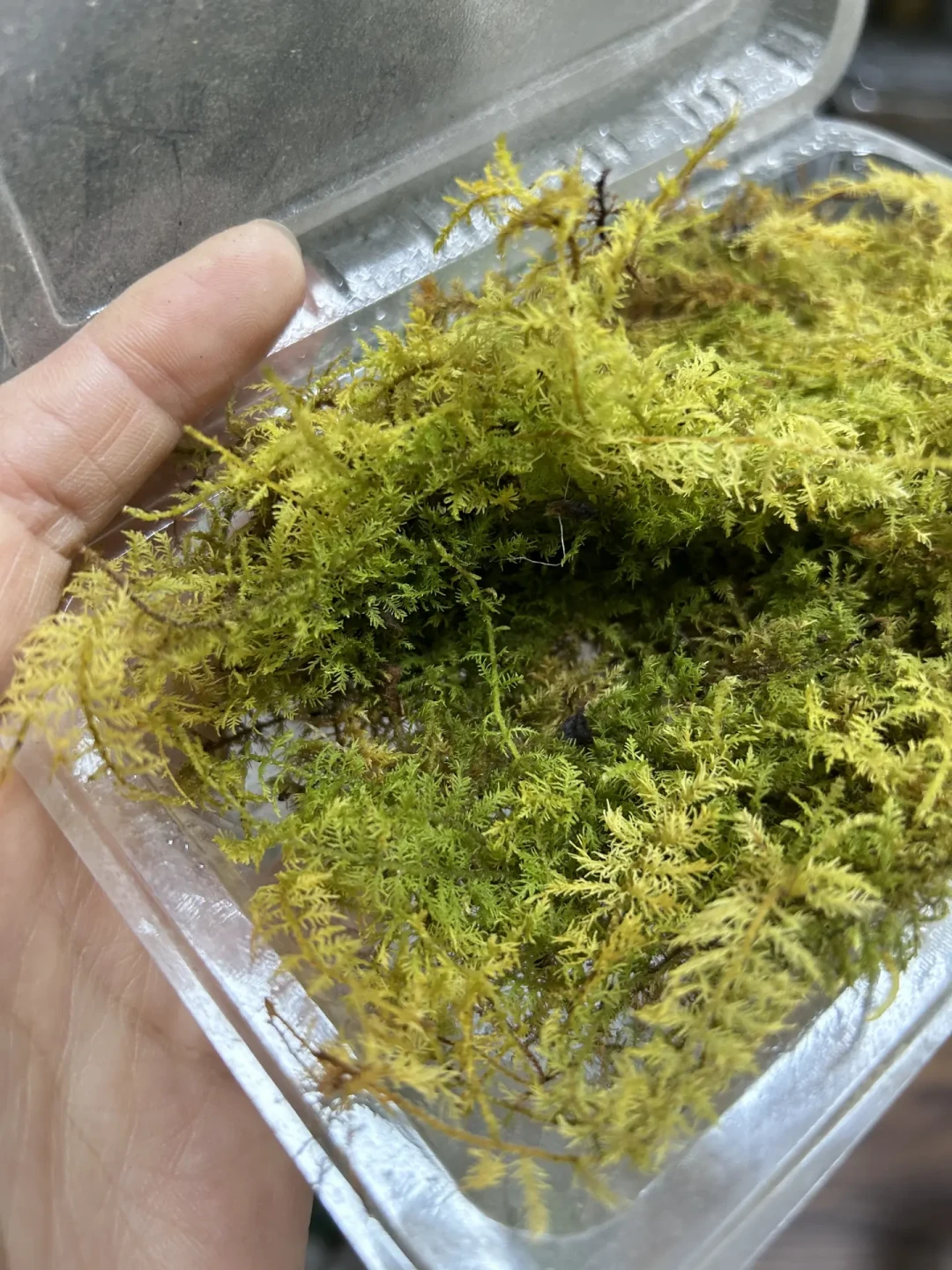 捡的苔藓一周就发黄长虫?不是手残,是装瓶前少做了一步