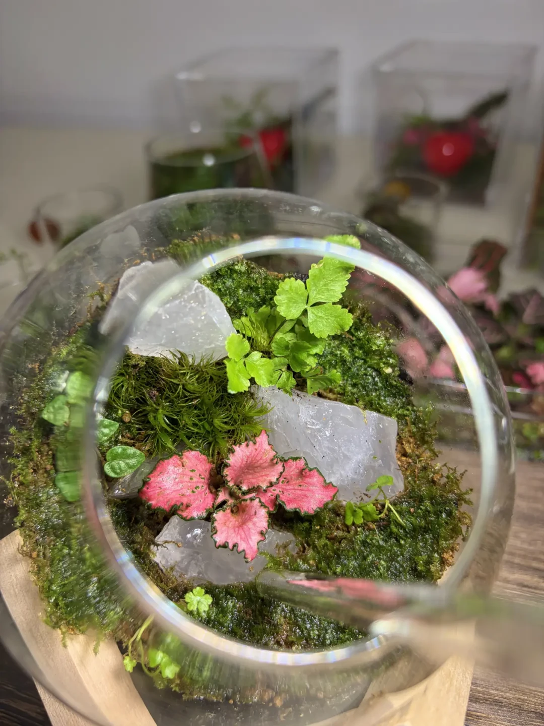 捡的苔藓一周就发黄长虫?不是手残,是装瓶前少做了一步