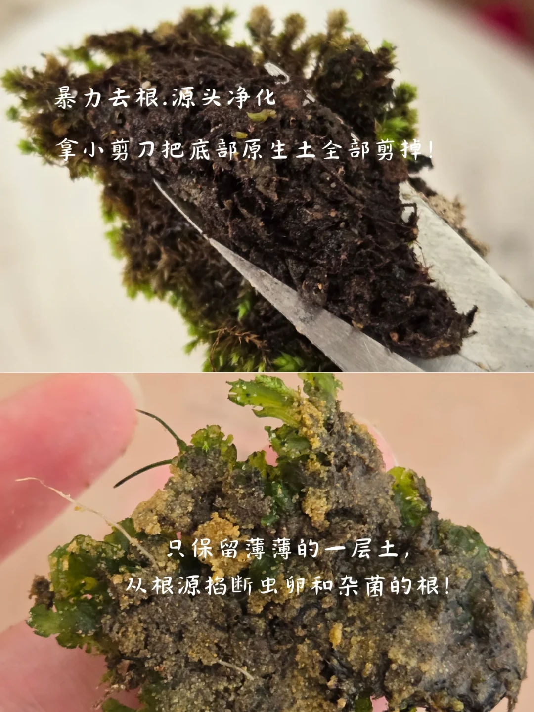捡的苔藓一周就发黄长虫?不是手残,是装瓶前少做了一步